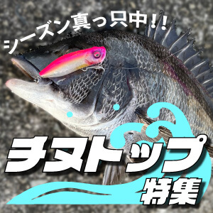 チヌトップ特集