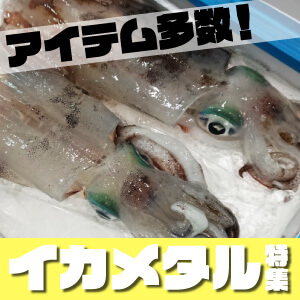 イカメタル特集