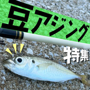 豆アジング特集