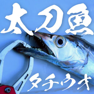 釣り味抜群！太刀魚（タチウオ）