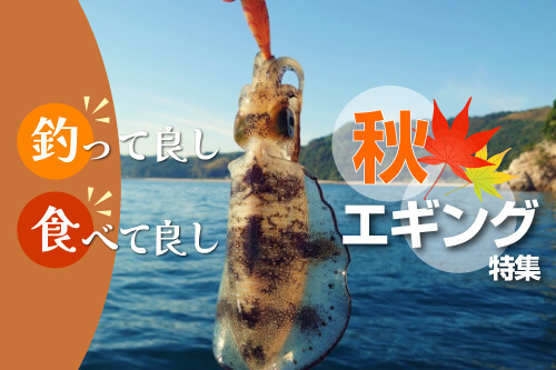 秋のエギング(イカ釣り)おすすめアイテム