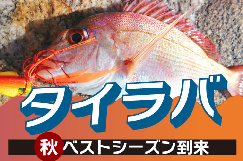 秋のタイラバおすすめアイテム