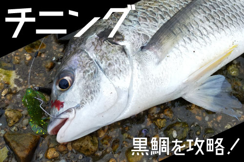 チニング 黒鯛を攻略！