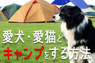  飼い主さん必見！愛犬・愛猫とキャンプをする方法