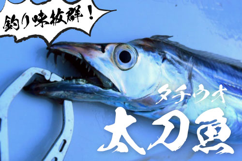 釣り味抜群のタチウオ！そんなタチウオにおすすめのタックルをご紹介