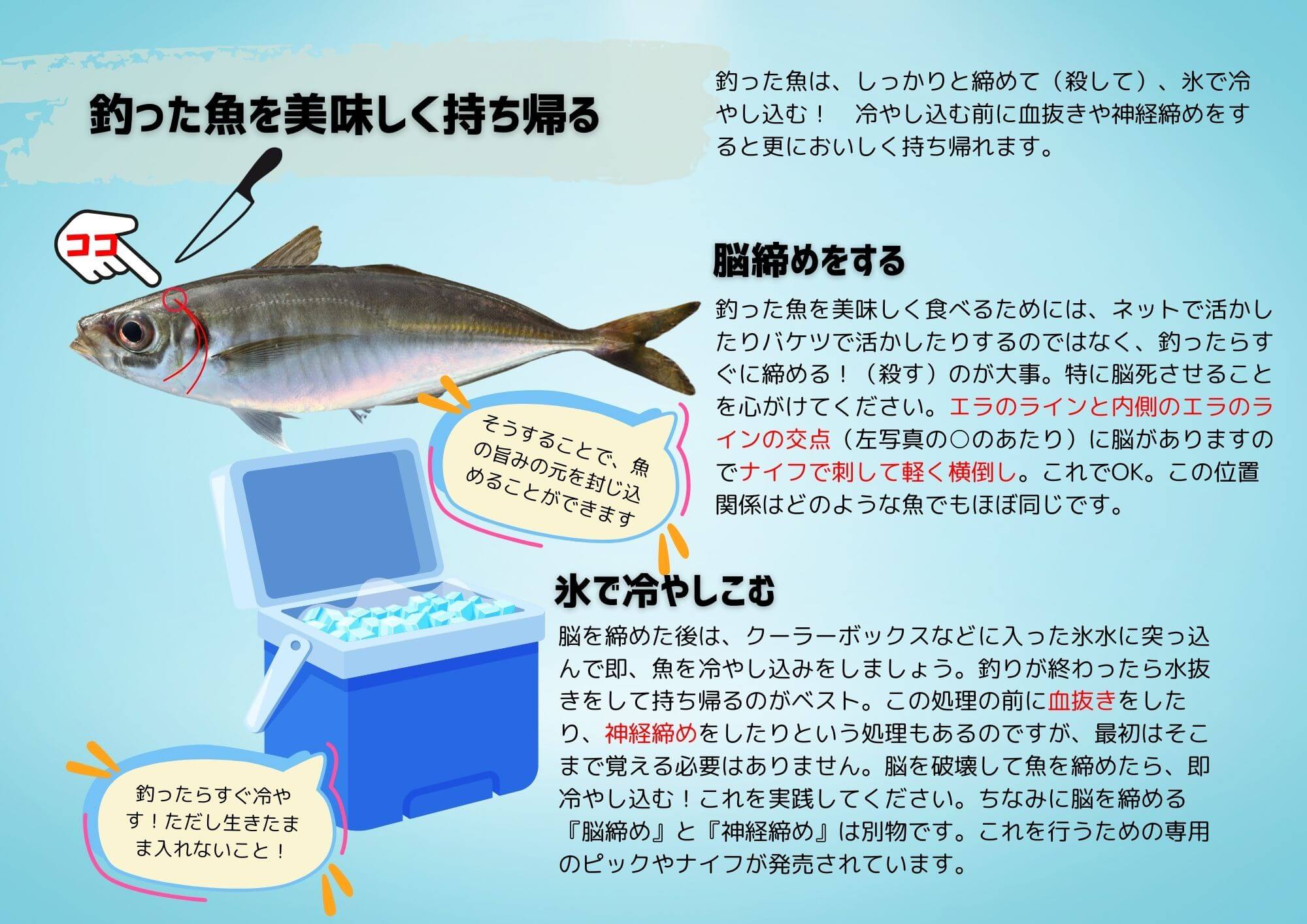 釣った魚を美味しく持ち帰る