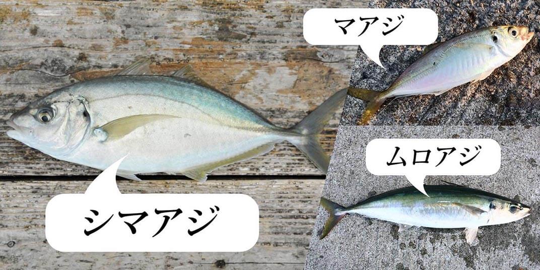 そもそもアジってどんな魚？