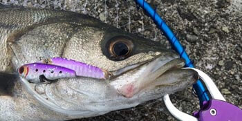 シーバスを最大限に楽しむための必需品♪人気のゲームベスト8選！