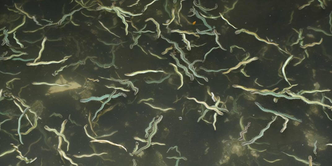 その他ベイトフィッシュパターンでの釣り方など（バチ抜けパターン等）