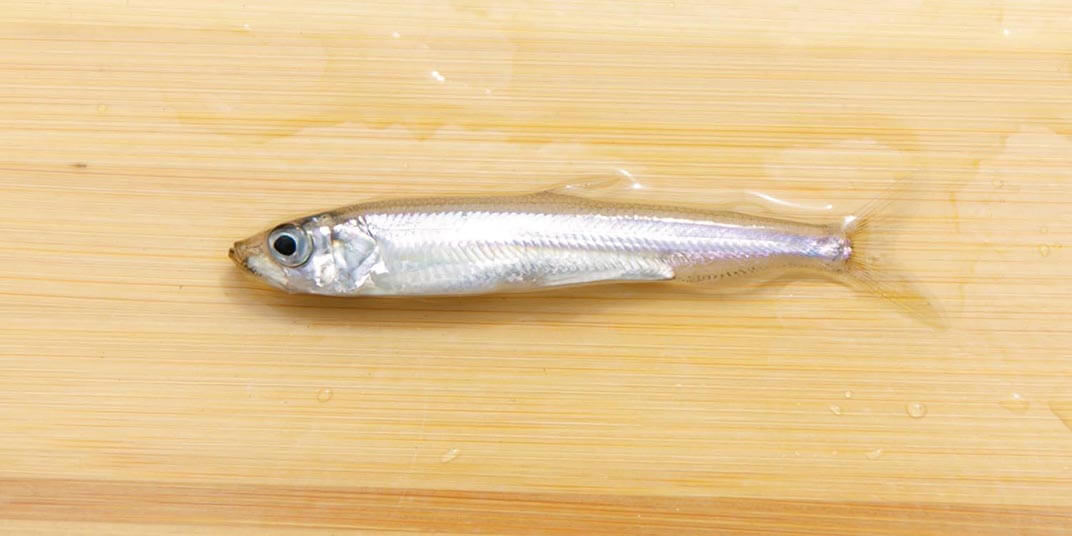 ワカサギってどんな魚？