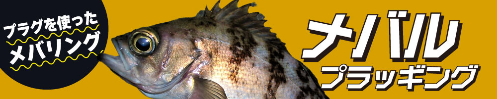 メバルプラッキング特集