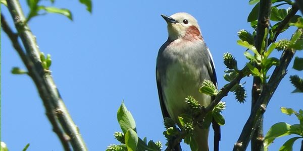 自然には野鳥がたくさん。鳥が鳴く方角をバードウォッチング～